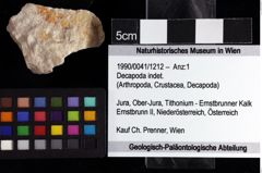 Foto (Objket + Etiketten) von Decapoda indet. 